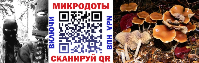 Псилоцибиновые грибы Cubensis  купить   Ужур 